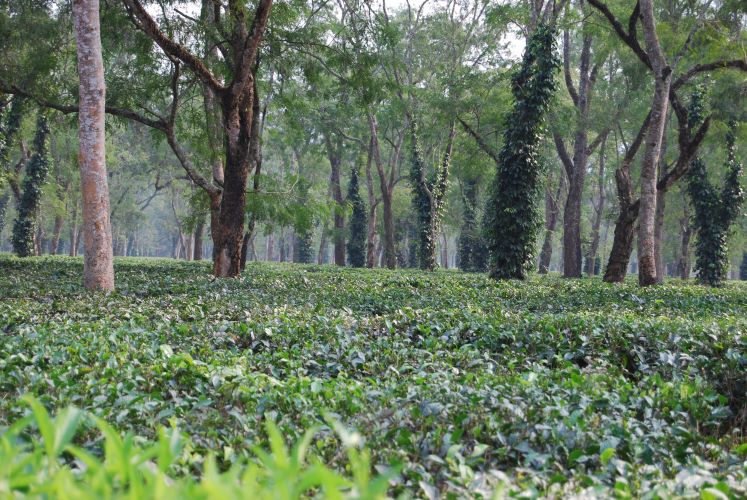 Mastercard Advances Efforts Towards Goal Of Funding Restoration Of 100 Mn Trees